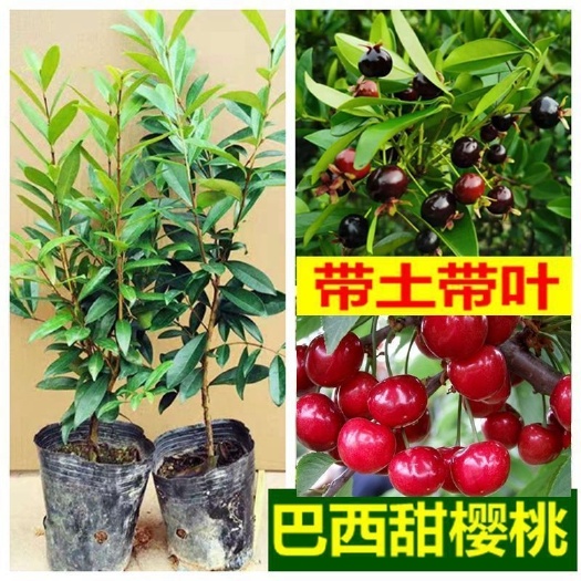 灵山县红灯樱桃苗 嫁接苗 容器苗