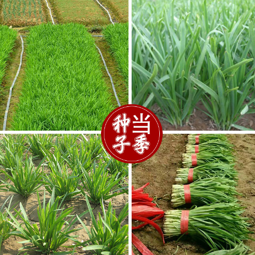 沧县白根韭菜种子 农田菜园可盆栽叶片宽厚白根雪韭种子 蔬菜种子