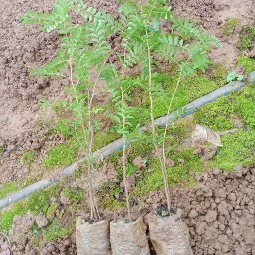 清香木苗  鸿霖绿化苗圃有限公司