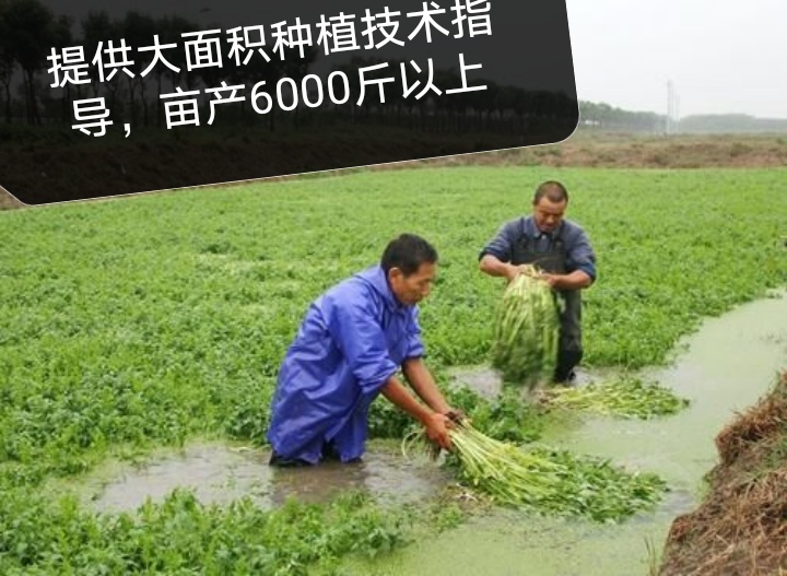 芹菜苗  水芹苗山芹菜种苗水芹种苗易活易种植蔬菜【提供大面积