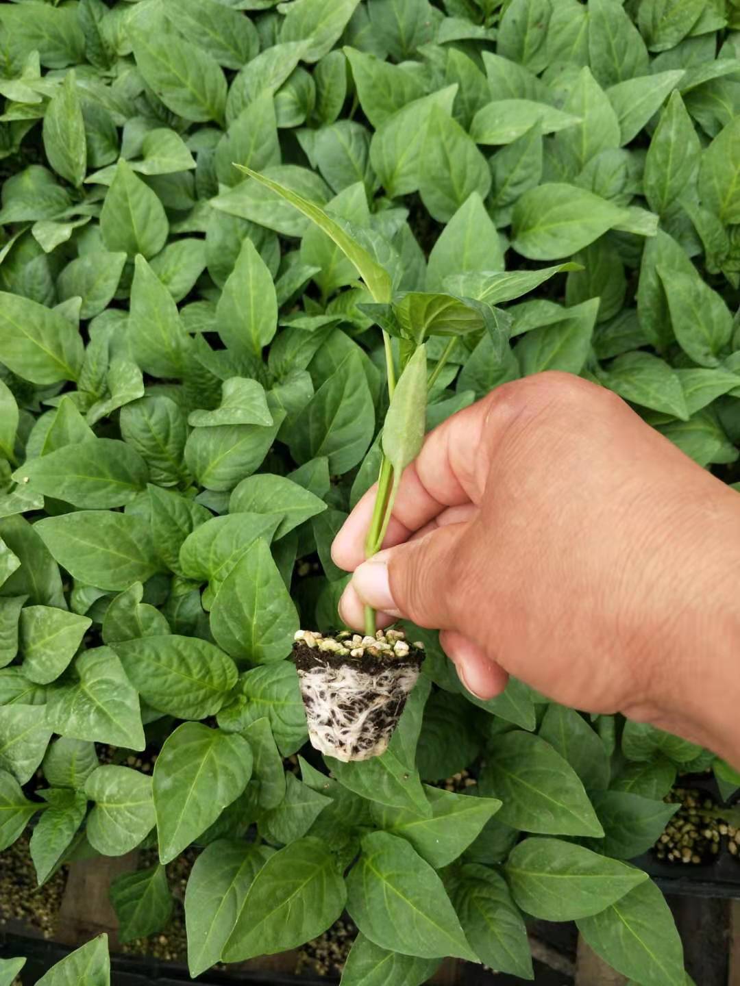 黄绿皮羊角椒 79尖椒苗 羊角椒苗 大果黄绿皮 高产抗病