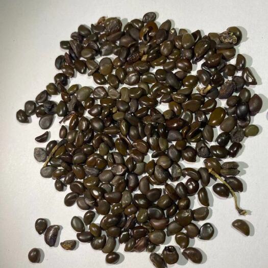 南宁合欢种子 广西南宁边坡草种草籽金合欢