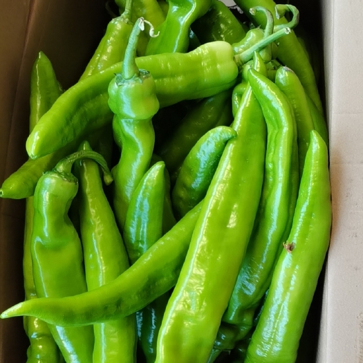 邯郸尖椒  青椒