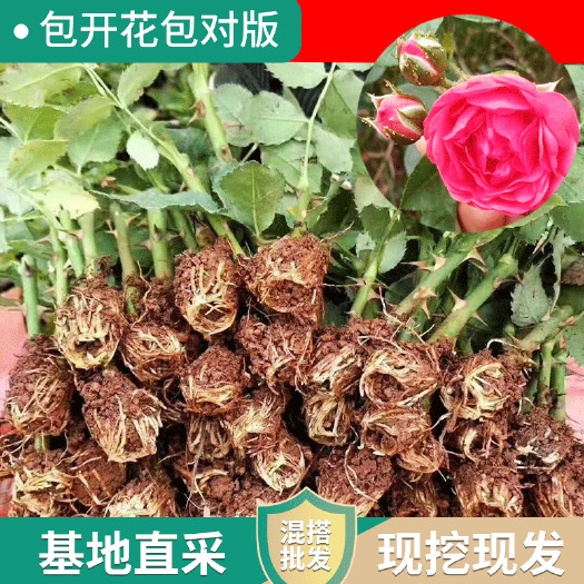 金边玫瑰苗 食用玫瑰苗   金边玫瑰花苗 金边玫瑰 花卉种苗