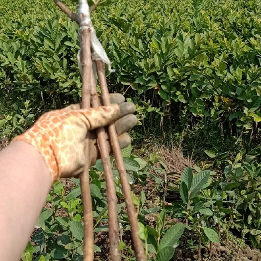 珍珠番石榴苗番石榴苗四季开花结果广西玉林正品嫁接苗