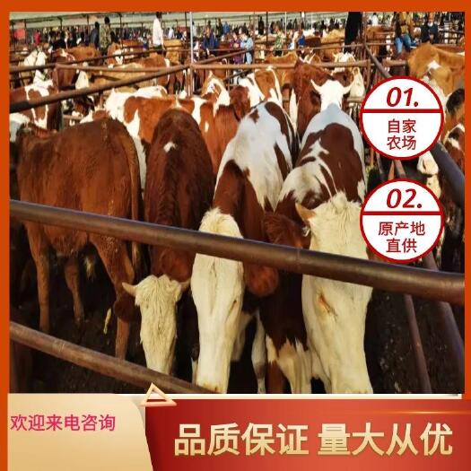 肉牛  品种多，质量好，欢迎广大客户挑选