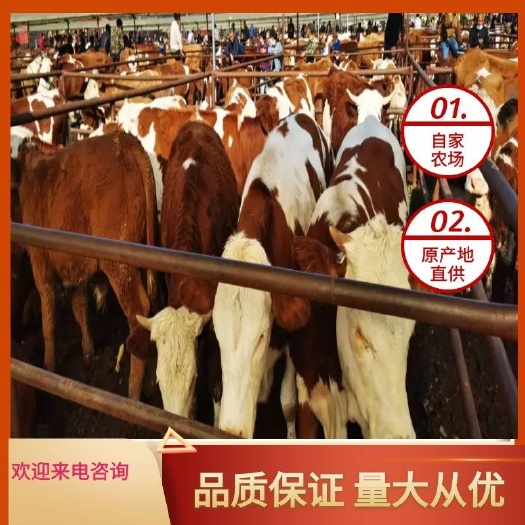 林西县肉牛  品种多，质量好，欢迎广大客户挑选