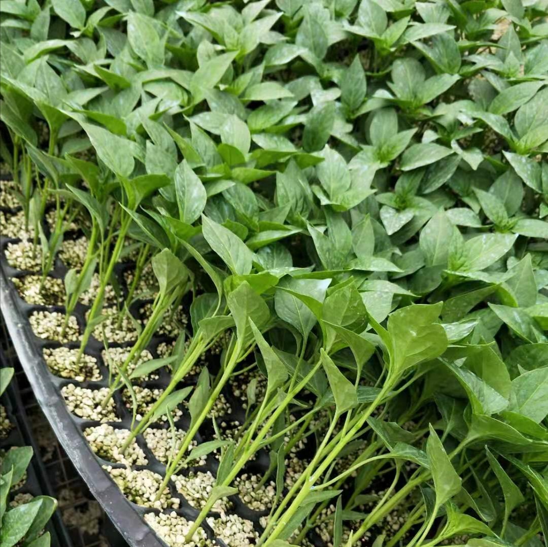 黄绿皮羊角椒 79尖椒苗 羊角椒苗 大果黄绿皮 高产抗病