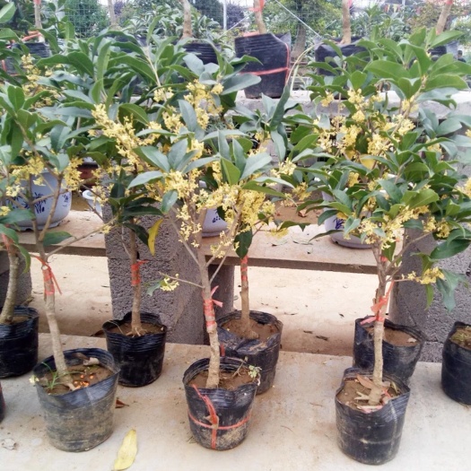 沭阳县桂花嫁接苗原生桂花苗八月桂花四季桂日日桂金桂丹桂沉香桂扦插苗