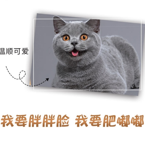 宠物饲料猫粮无谷鲜肉猫粮美毛增肥全价期通用幼猫成猫美毛增肥