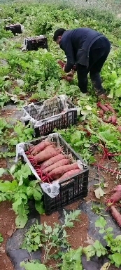 威宁县 胭脂萝卜