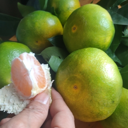 枝江市蜜桔  宜昌特早蜜橘精品正宗高山蜜橘大量上市货源充足产地直发