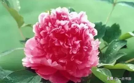 菏泽观赏牡丹 牡丹芍药