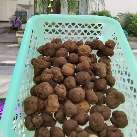 鮮松茸 云南省麗江市玉龍納西族自治縣 鮮貨 5cm-7cm 未開傘 