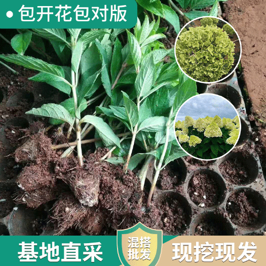 昆明木本绣球  木绣球小苗  圆锥宝塔  贝拉安娜  石灰灯