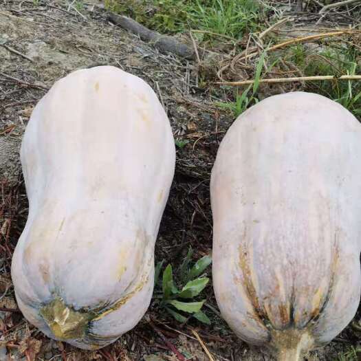 道真县南瓜