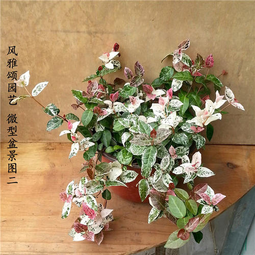 舟山 花叶络石黄金络石大量供应