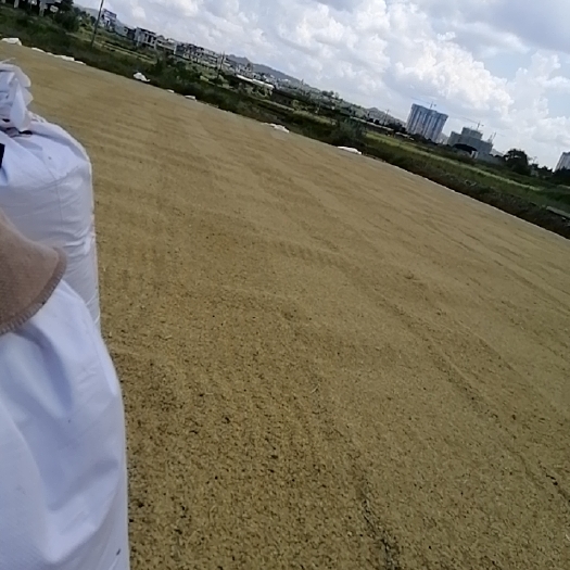 独山县长粒香 优质大米
