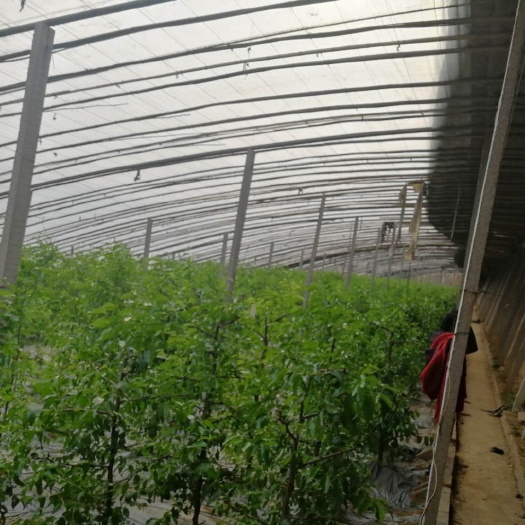 农场 山西运城有一占地约120亩，19个大棚，均种植二代沾化冬枣，
