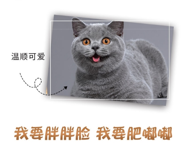 宠物饲料猫粮无谷鲜肉猫粮美毛增肥全价期通用幼猫成猫美毛增肥