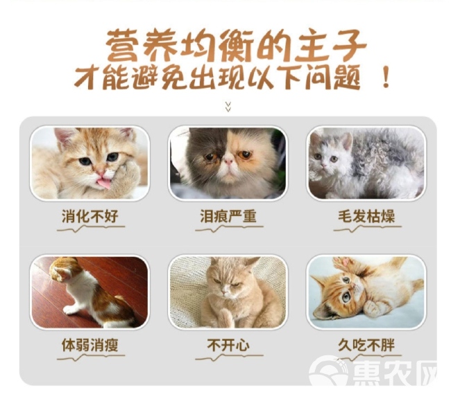 宠物饲料猫粮无谷鲜肉猫粮美毛增肥全价期通用幼猫成猫美毛增肥