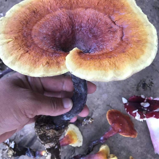 元江县 灵芝，赤灵芝云南玉溪