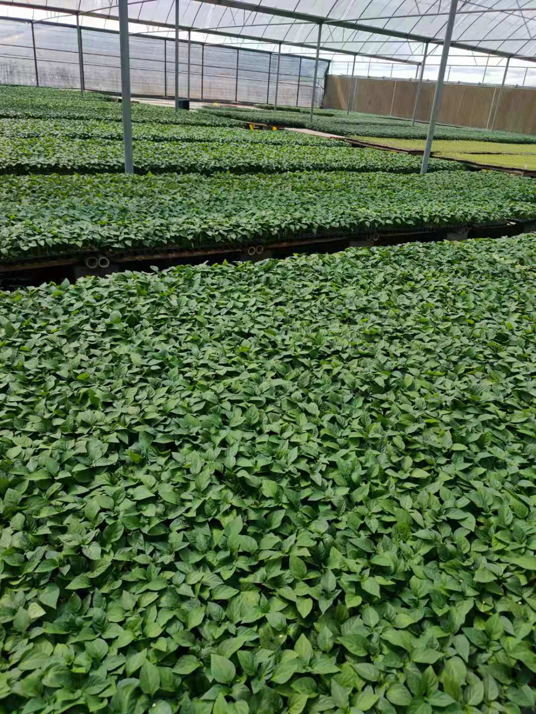 黄绿皮羊角椒 79尖椒苗 羊角椒苗 大果黄绿皮 高产抗病