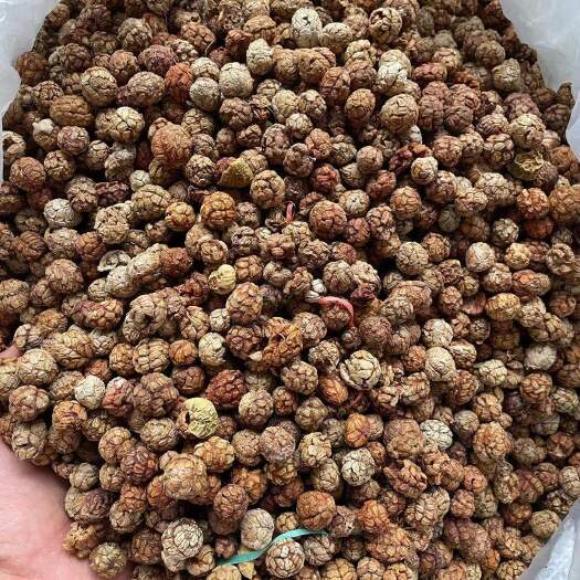 玉林草蔻  中草寇