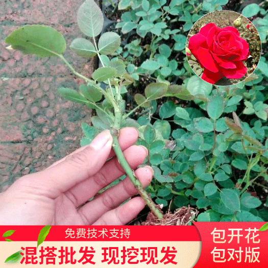 墨红玫瑰苗 食用玫瑰花苗  扦插玫瑰  花卉种苗