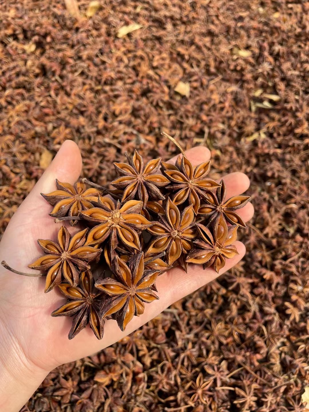 云南老树八角大红八角秋八角足干无硫新货 产地直销 全国批发价