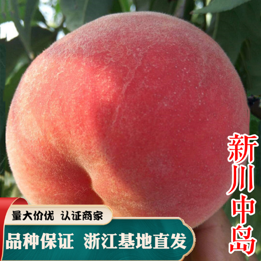 新川中岛桃苗 日本水蜜树 桃树嫁接苗 品种保证