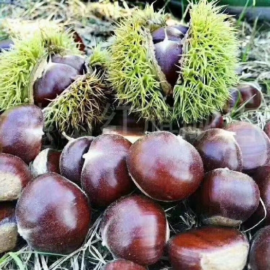 蒙阴县山东临沂沂蒙山板栗、沂蒙黑油栗上市，但每年产量有限，订购从速