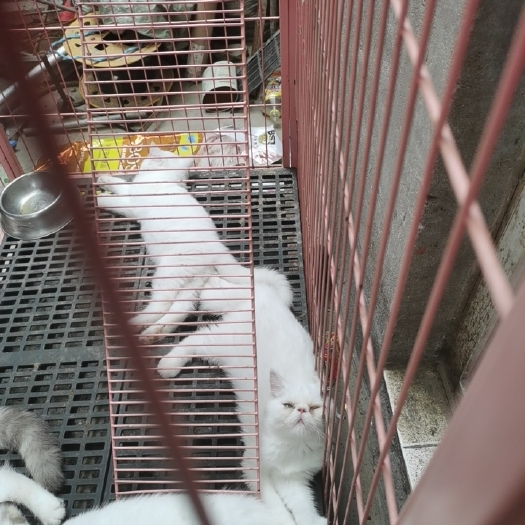 新乡 纯白加菲猫