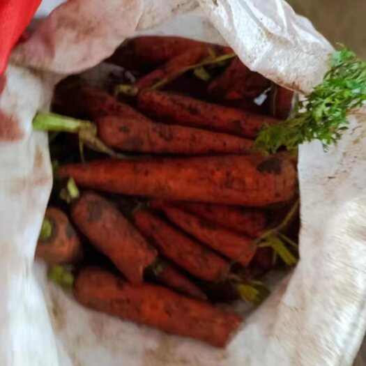 菏泽 养殖场次品胡萝卜