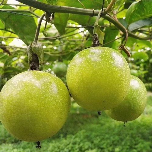 寻乌县黄金百香果钦蜜9号 纯甜无酸电商微商一件代发
