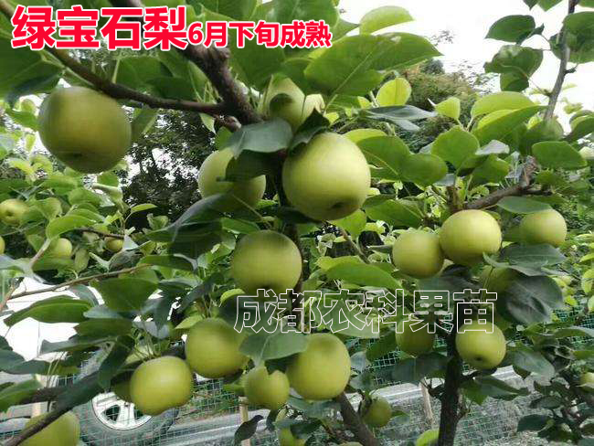 成都绿宝石梨苗中梨一号梨子苗早熟梨树苗品种正宗签订合同指导技术