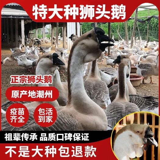 中山市狮头鹅苗 