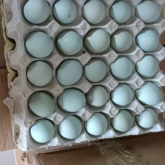 商丘精品绿壳乌鸡蛋