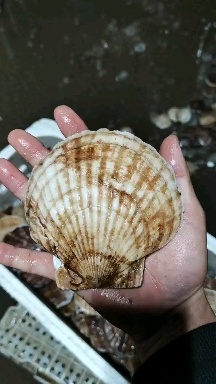虾夷扇贝 夏夷贝，底播贝