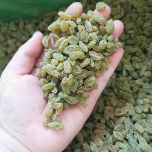 乌鲁木齐绿葡萄干  新疆吐鲁番市葡萄干 今年新货颜色好 颗粒均匀 广州发货