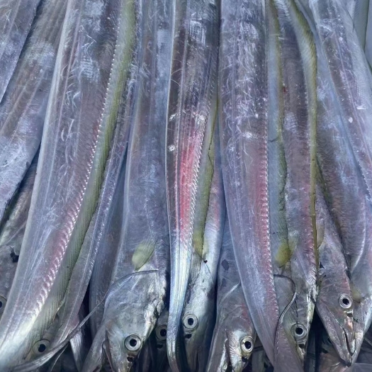 漳浦县 黄金带鱼