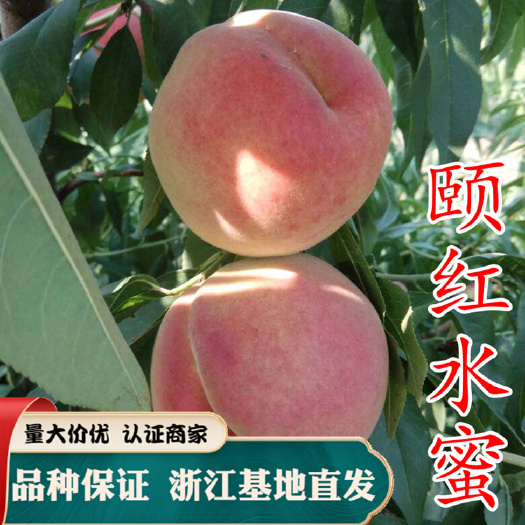 嵊州市水蜜桃苗 颐红水蜜 基地直发中晚熟桃苗