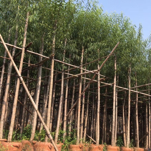 普宁市柳树  垂柳/水柳，低价供应5-6-7-8-10分袋苗，量大价优