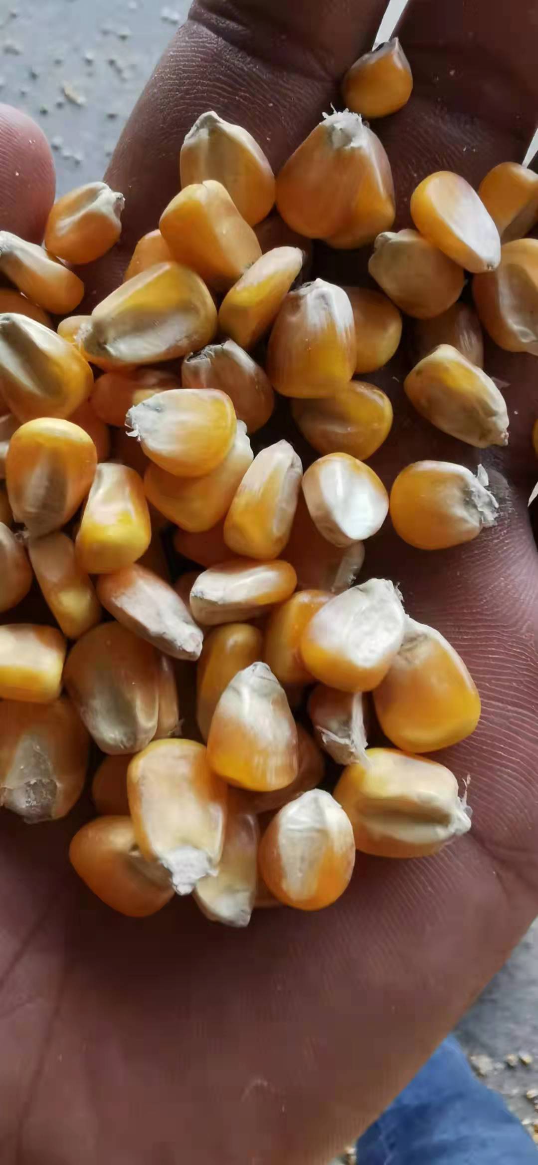 襄樊玉米   优质色选玉米大量上市中，物美价廉，产地直发。