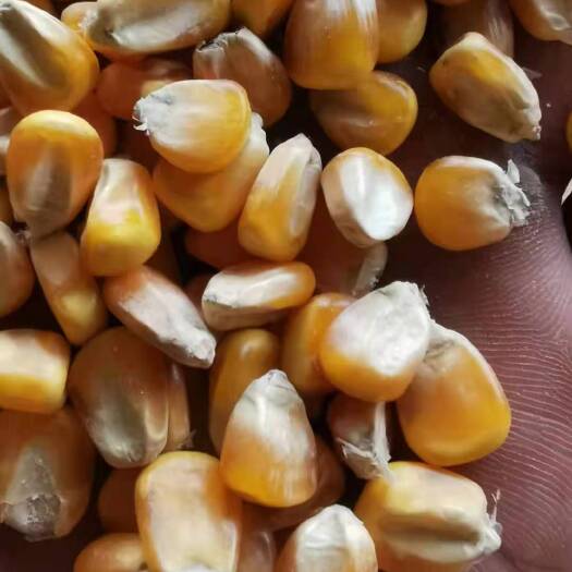 襄樊玉米   优质色选玉米大量上市中，物美价廉，产地直发。
