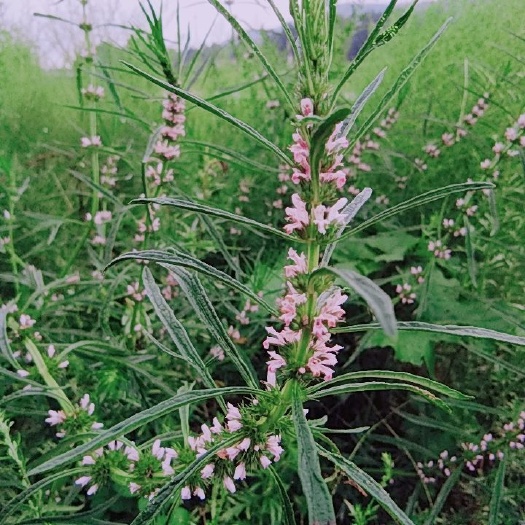 淮南 益母草