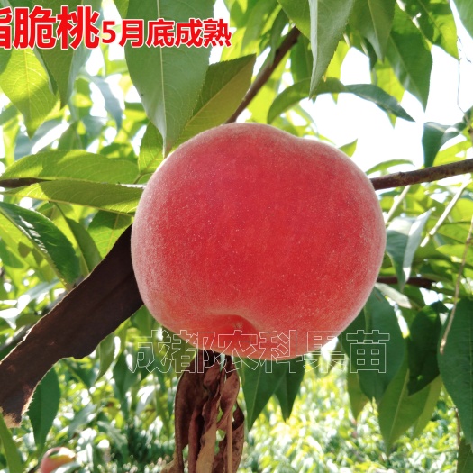 成都胭脂脆桃树苗 胭脂脆桃苗早熟嫁接桃树苗 果形圆整，颜色鲜艳 脆甜可口
