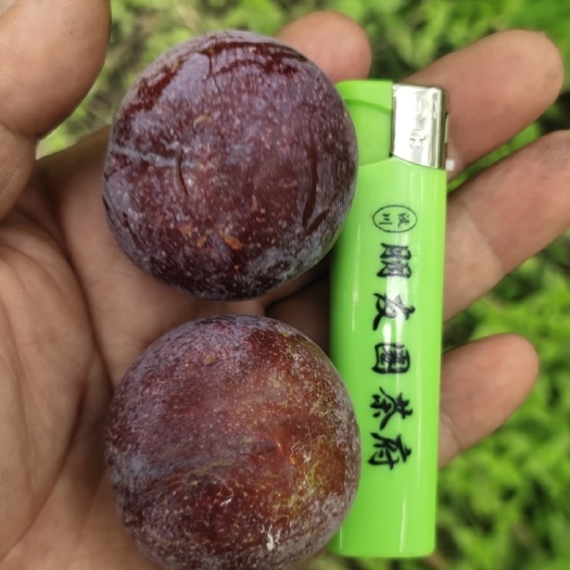 脆红李