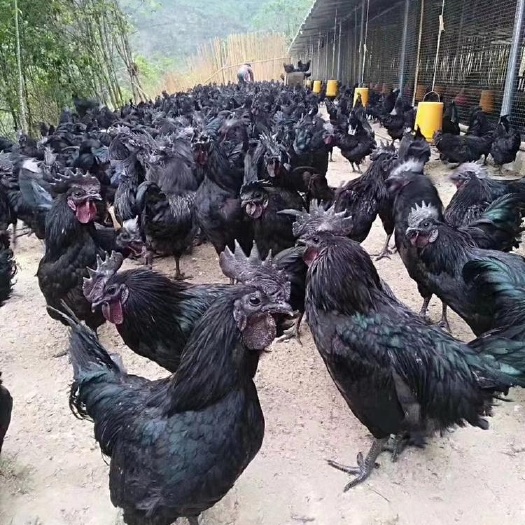 南宁黑鸡苗 黑凤鸡苗 乌鸡の快大乌鸡 黑凤乌鸡。已做好马利克疫苗