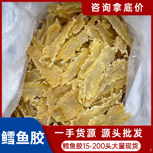 广州源头批发冰岛鳕鱼胶15-200头原装货肉质肥嫩胶质好